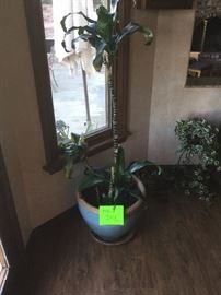  potted plant  in large ceramic pot  $65