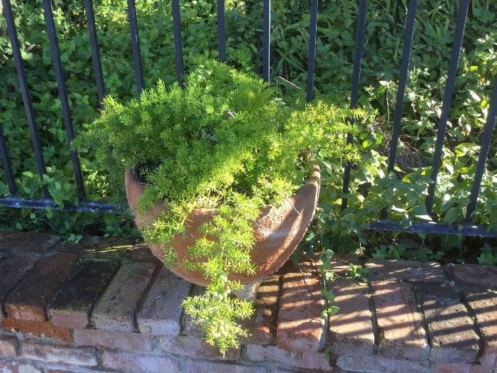 potted plant – offer