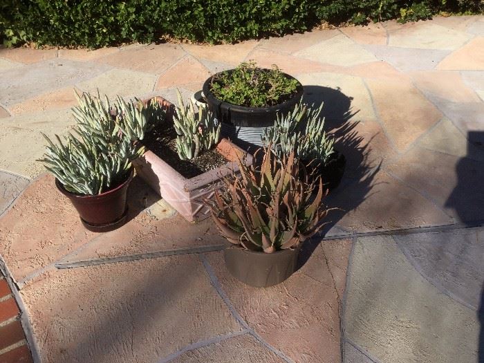  potted plants – offer