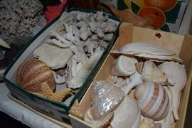 Seashells
