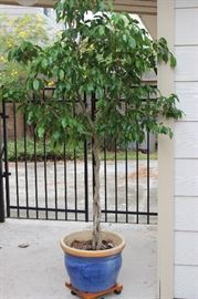 large potted tree