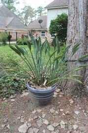 large potted palm