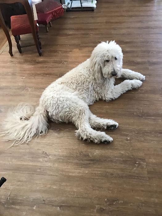 Estate Sales by Patricia in Midland, TX starts on 1/12/2017