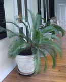 TWO MASSIVE SAGO PALMS IN POTS ON EITHER SIDE OF THE FRONT DOOR