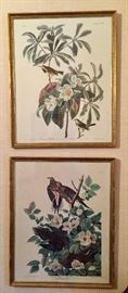 Pair of Audubon Prints in Gilt Frames (17" x 21")