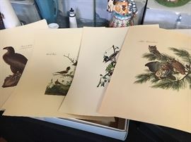 Assorted Audubon prints, printed from Milwaukee Public Library Collection.