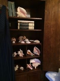 Shells and other sea collections