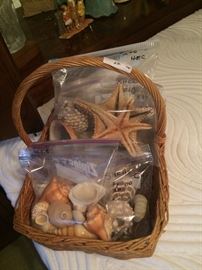 More shells, sand dollars, star fish, etc