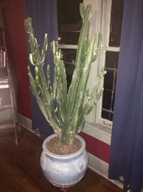 6'+ tall cactus
