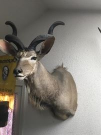 Greater Kudu shoulder mount - taxidermy