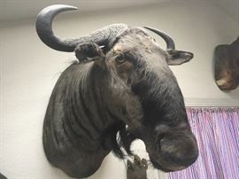 Gnu (Wildebeest) shoulder mount taxidermy