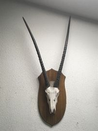 African Gemsbok skull horn mount