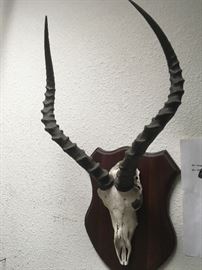 African Springbok skull horn mount