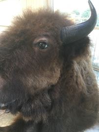 Buffalo shoulder mount