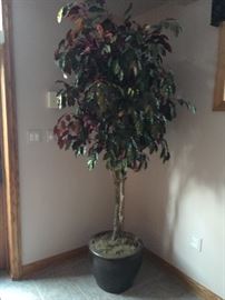 ficus tree