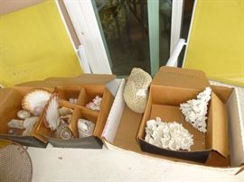 Shells and coral 