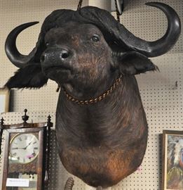 capebuffalo
