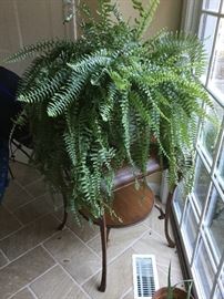 Fern plant and table