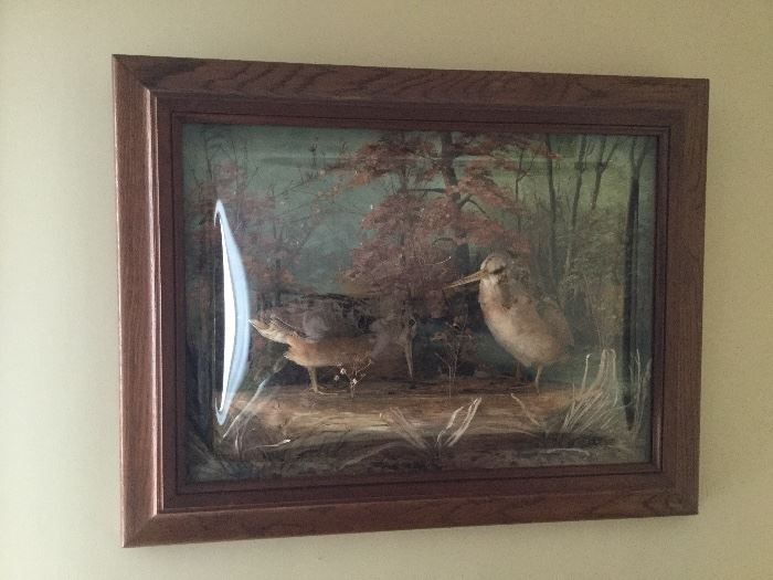 Antique Victorian Diorama with Woodcocks