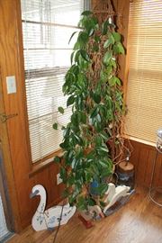 Live plant in macramé hanger