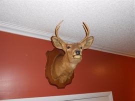 whitetail taxidermy