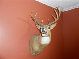 large whitetail taxidermy