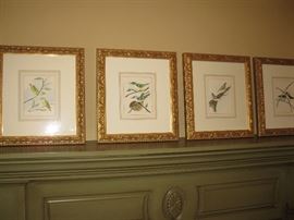 Set of four bird pictues