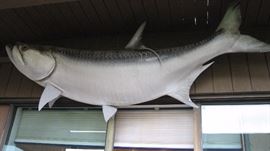 Skin mount Tarpon