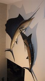 Skin mount 9 foot Sail Fish and Marlin