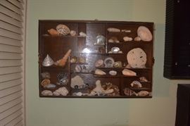Part of the shell collection
