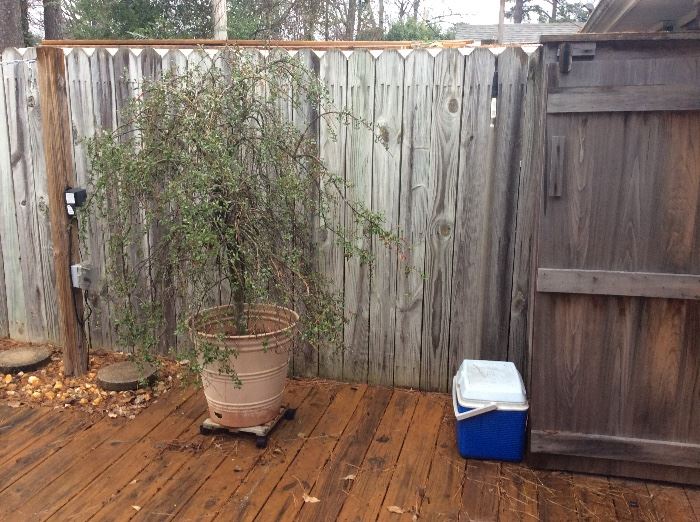 Nice tree on patio with small storage cabinet