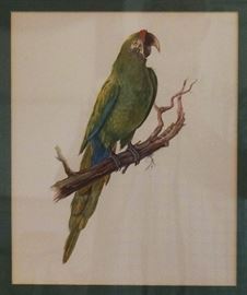 Audubon style print