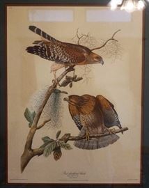 Audubon style print