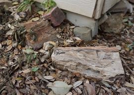 Petrified wood