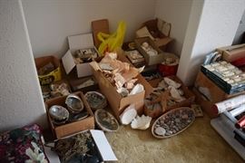 Huge seashell collection
