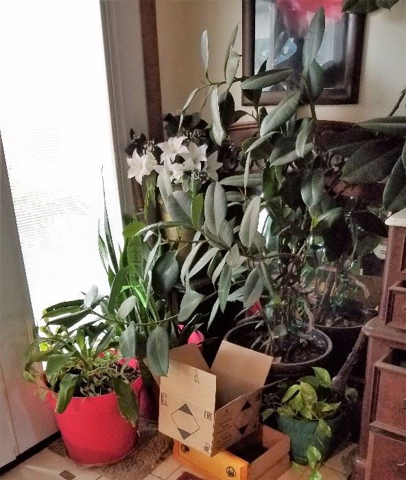 Household plants
