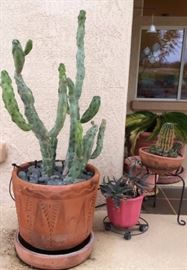 Patio Cactus plants