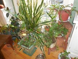 Indoor plants