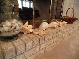 impressive shell collection