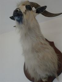 Mountain Goat Mount