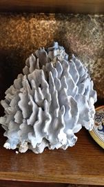 Rare Blue Ridge Coral