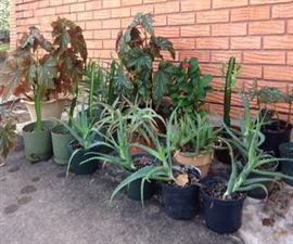 Patio Potted Plants - 6.00-36.00