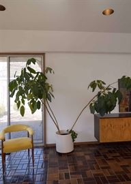 BUY IT NOW!  Lot #108, Potted Plant with Mid Century Modern Ceramic Planter, $100--POT IS SOLD, PLANT IS STILL AVAILABLE