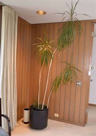 BUY IT NOW!  Lot #115, Potted Plant with Mid Century Modern Ceramic Planter, $100