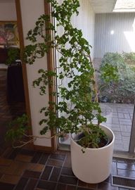Potted Plant with Mid Century Modern Ceramic Planter-POT IS SOLD, PLANT IS STILL AVAILABLE
