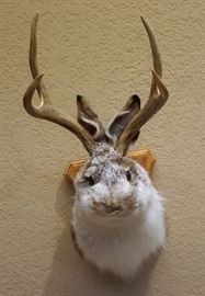 Jackelope