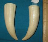 Awesome and beautiful pair of Walrus Ivory tusks, bought in 1965 before ban, outside curve measures approx. 6", inside curve approx. 5", opening is approx. 1 7/8", tusk on left is approx. 2 1/4"d, left tusk is approx. 2"d, tusk on left has small; less than 1/2 inch, hairline crack, total weight is 326.4 grams.