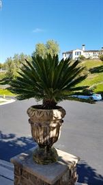 Sego Palm in Urn Planter - $200 each