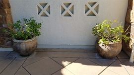 Potted Plants - $45 each