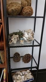 the natural section - shells, skulls and sponges